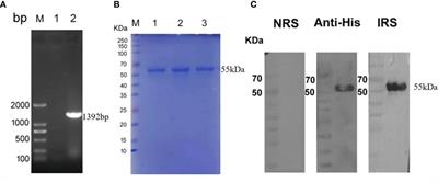 Immunization with Tp0954, an adhesin of Treponema pallidum, provides protective efficacy in the rabbit model of experimental syphilis